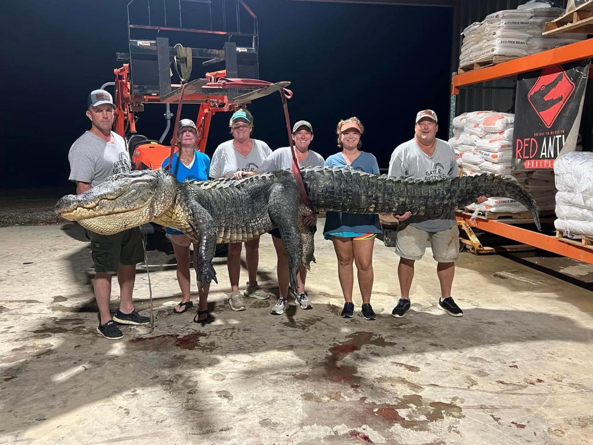 'The size and mass of his head is unreal.' MS alligator hunters bag 800-pound giant