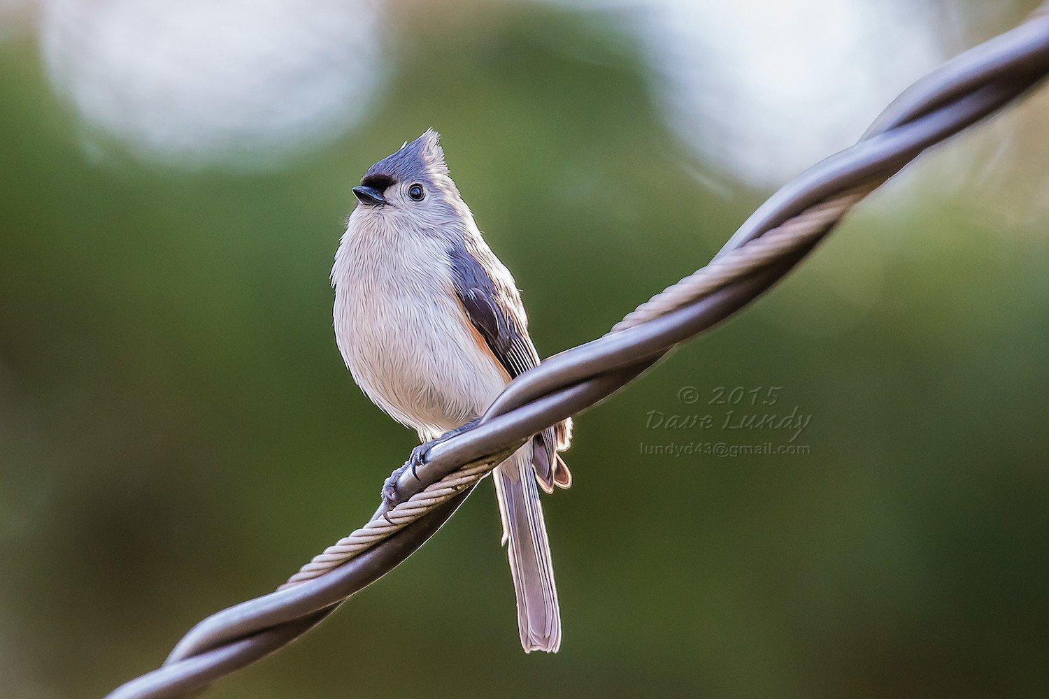 Electrocuted Birds Are Bursting Into Flames and Starting Wildfires