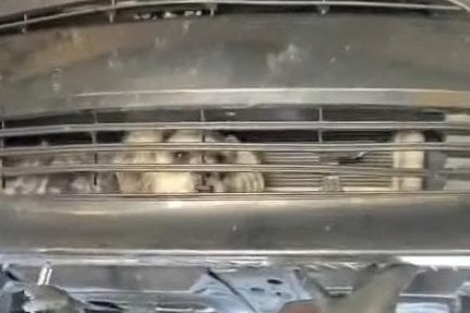 Trapped dog rescued from bumper of car