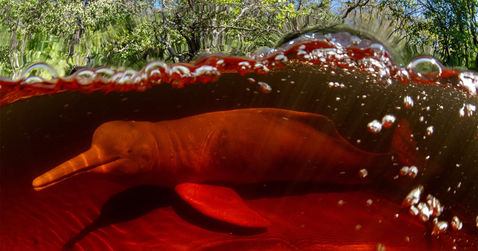 Nat Geo Explorers Explored 4,000 Miles to Capture Photos of the Amazon River Basin