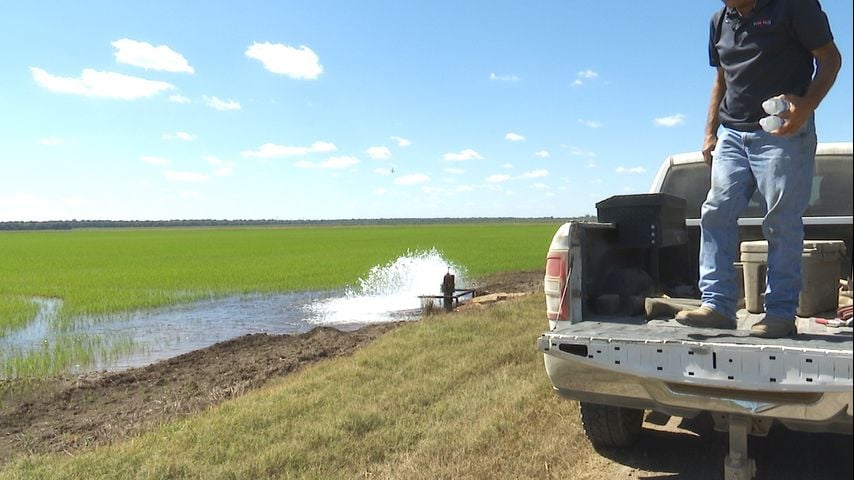 Louisiana farmers balance rice and crawfish during year-round farming cycle