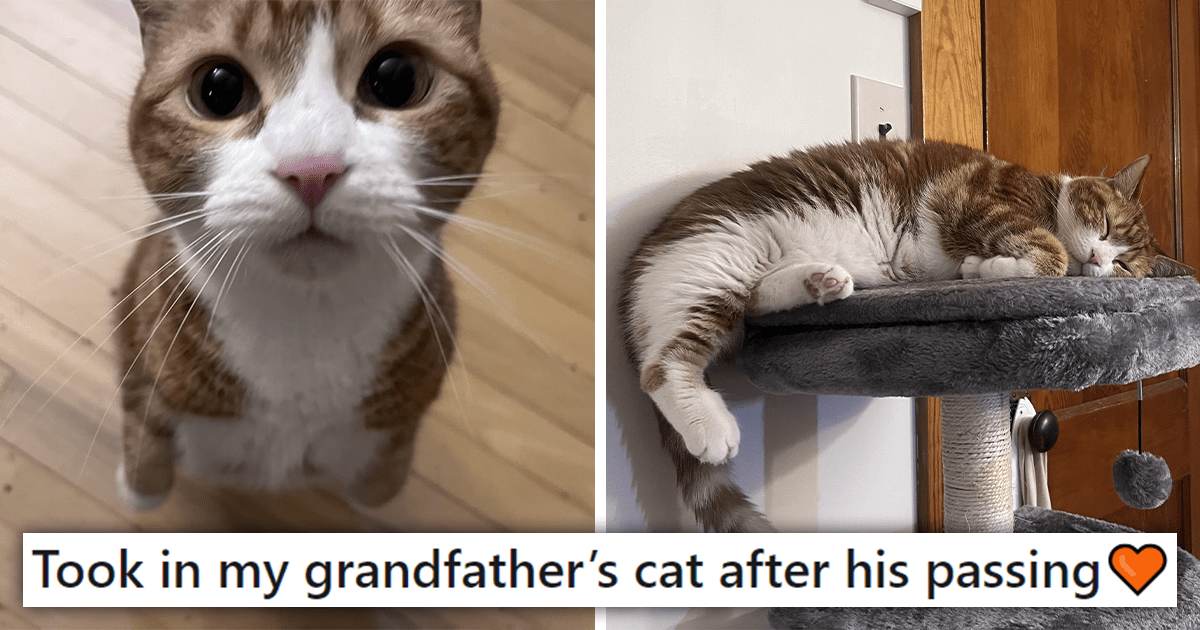 'He was always asking how Ginger was doing': Kind Person Adopts Their Grandfather’s Cat after His Passing, Giving Her a Second Chance at an Ameowzing Life