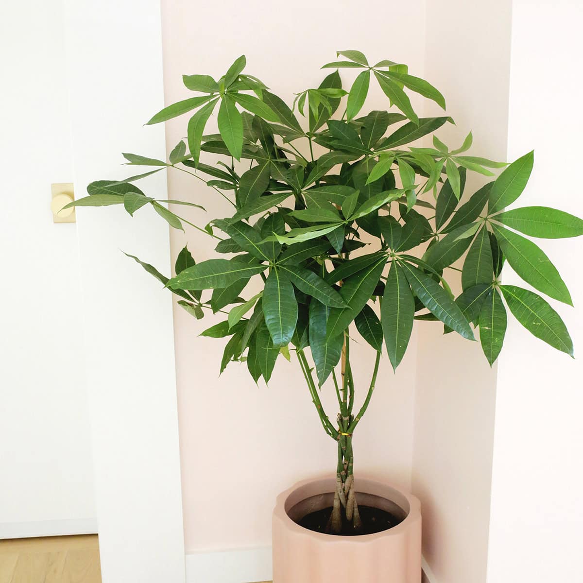 How to Grow and Care for a Money Tree