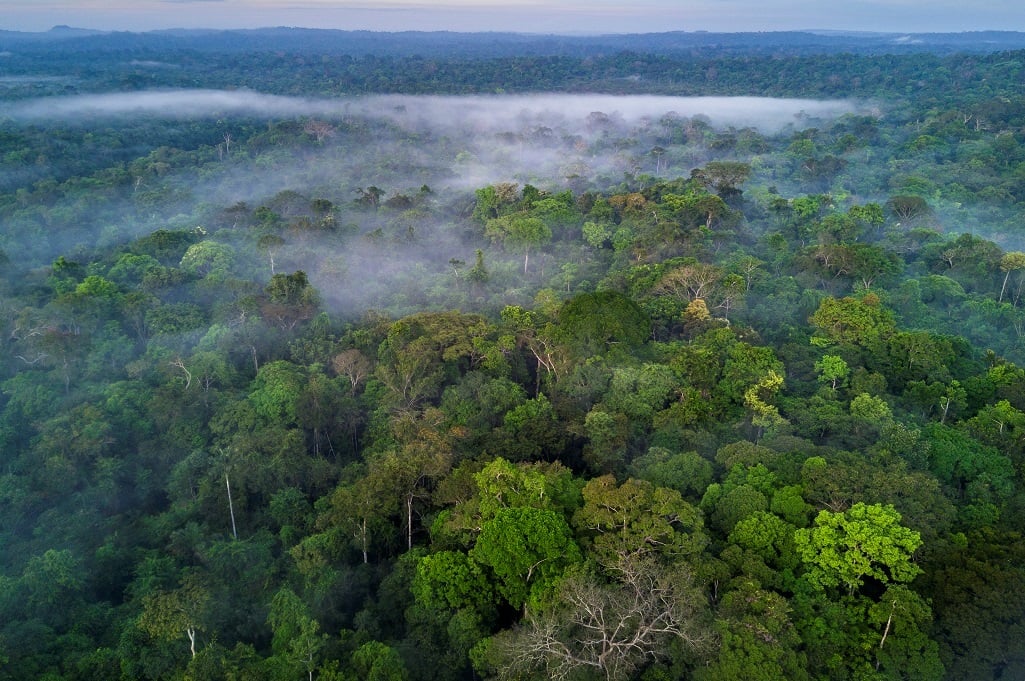 News24 Business | Amazon forest loses area the size of Germany and France, fueling fires