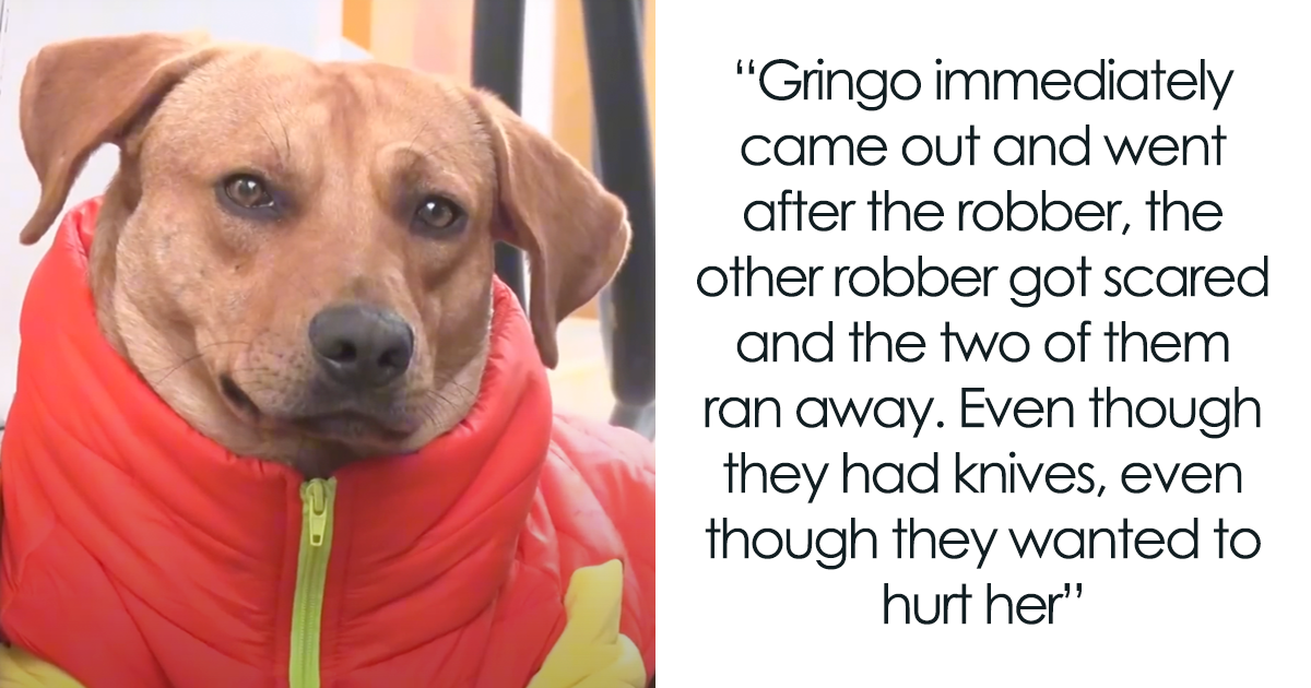 Stray Dog Becomes Employed At A Gas Station After Chasing Off Robbers