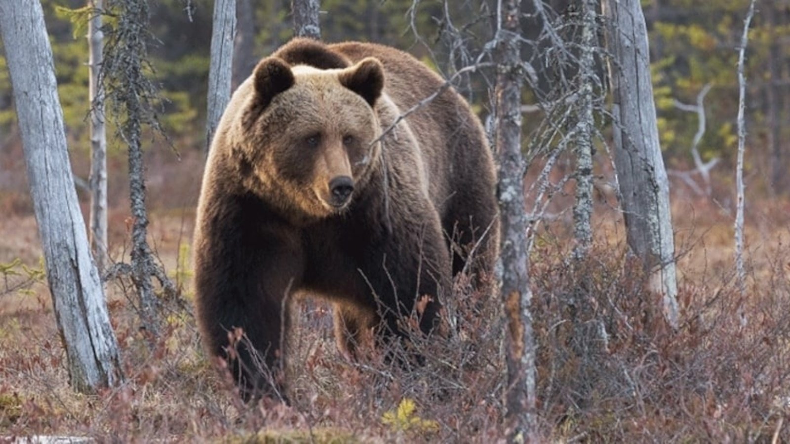 Archery hunter survives surprise grizzly bear attack