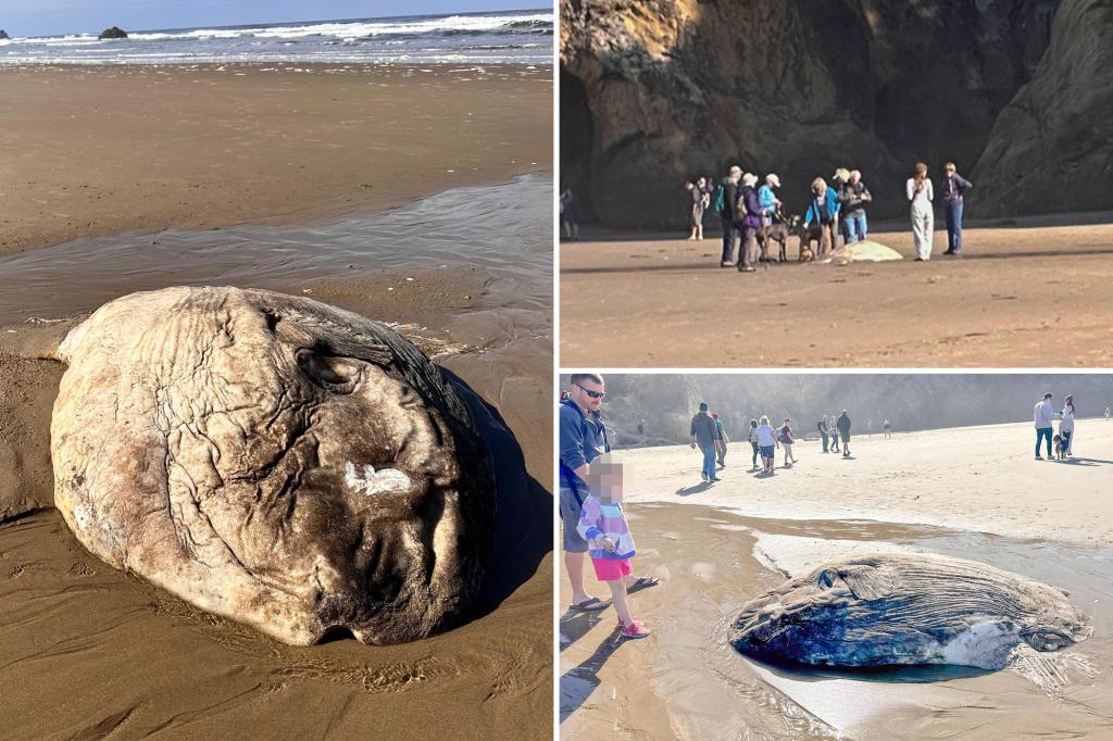 Strange alien-like fish washes up on Oregon beach, creates 'quite a stir'