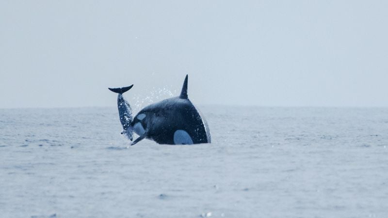 Elusive orca group hunts dolphins off Chile, new images reveal