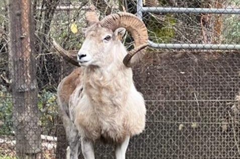 Montana rancher sentenced for cloning hybrid sheep for hunting