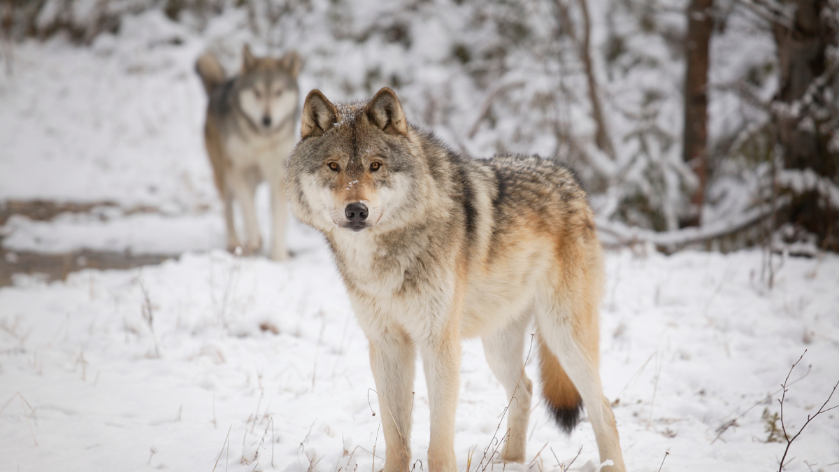 26 Colorado agricultural groups file petition to halt wolf reintroduction efforts