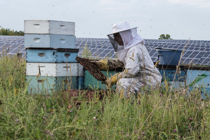 Minnesota instaló paneles solares en dos enormes cultivos. Cinco años después, son un paraíso para las abejas