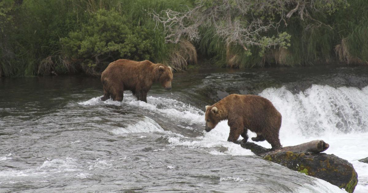 Bear death caught on camera postpones Fat Bear Week plans: "Harsh realities"