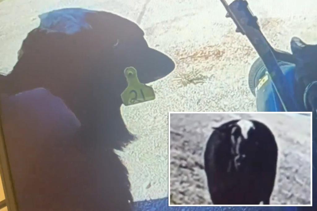 Sheep on the lam wrangled after head-butting Michigan state trooper