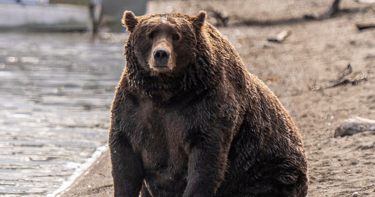 Voting begins for Alaska's Fat Bear Week after one contestant was killed in an attack