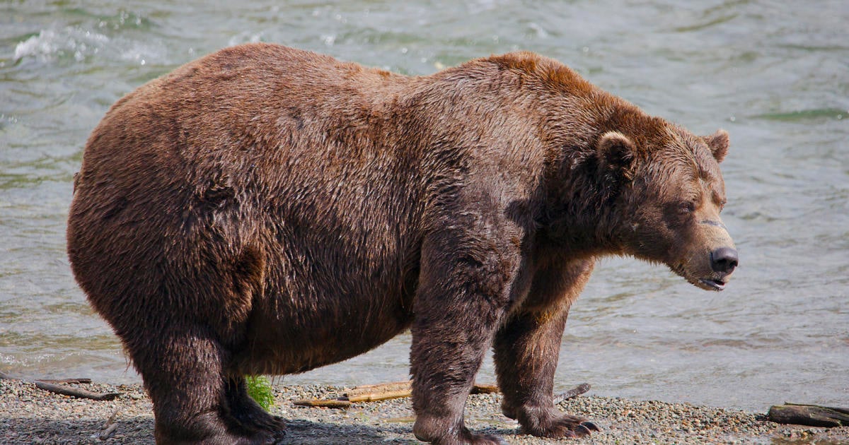 Voting begins in Alaska's Fat Bear Week contest after one grizzly killed another on video