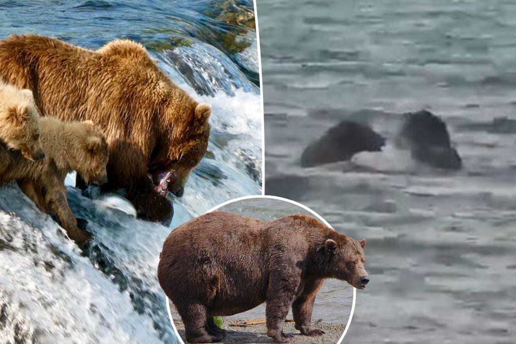 Fat Bear Week competitors fight to the death