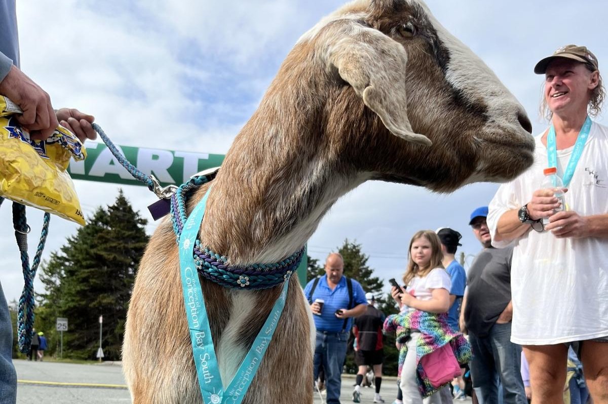 Escaped goat joins half-marathon in Canada