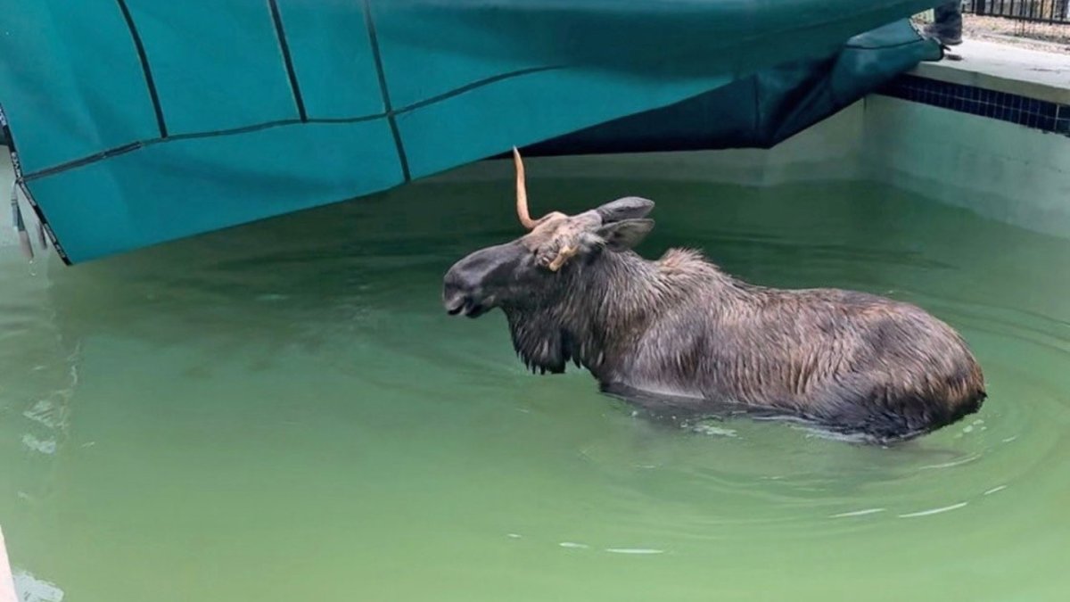 Moose in pool in Bedford, NH prompts police response