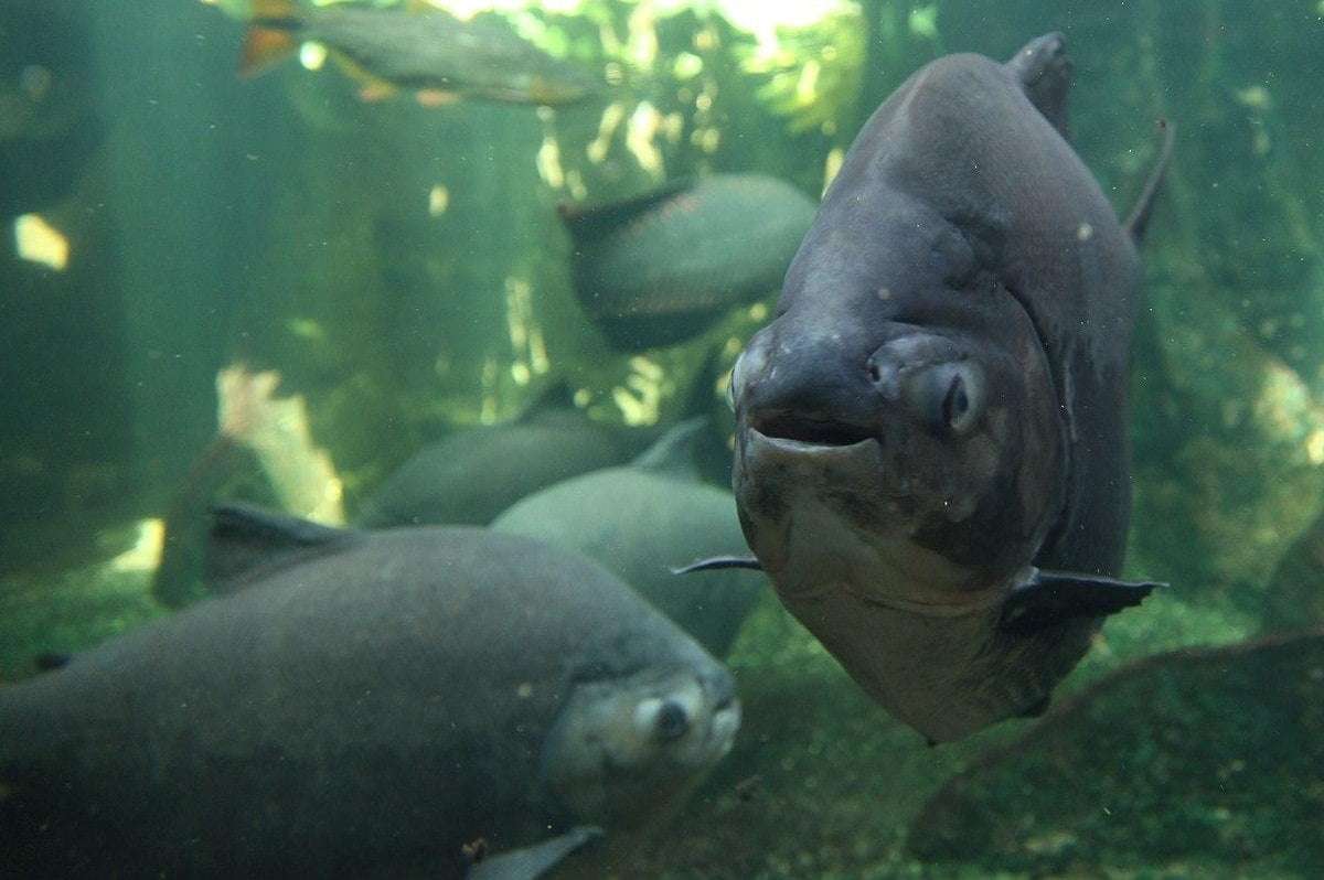 Angler reels in rare toothy fish from Maryland creek