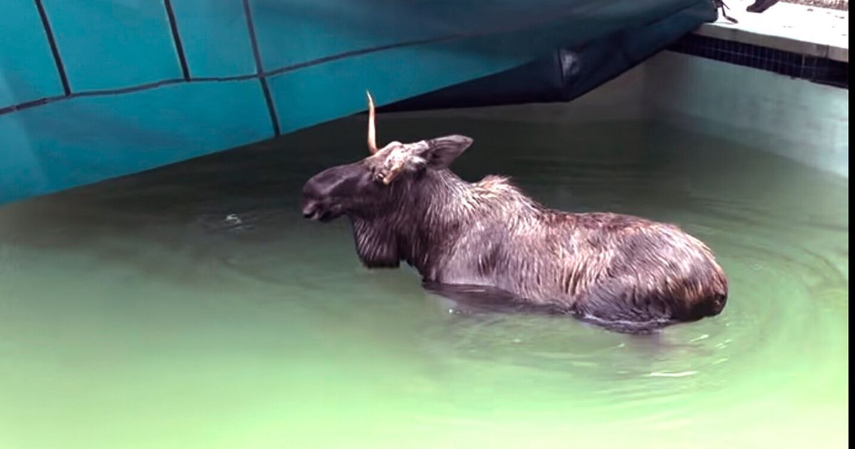 Moose Gets Rescued From New Hampshire Swimming Pool