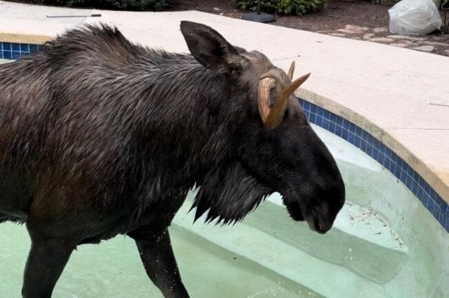 Trapped moose rescued from backyard pool in N.H.