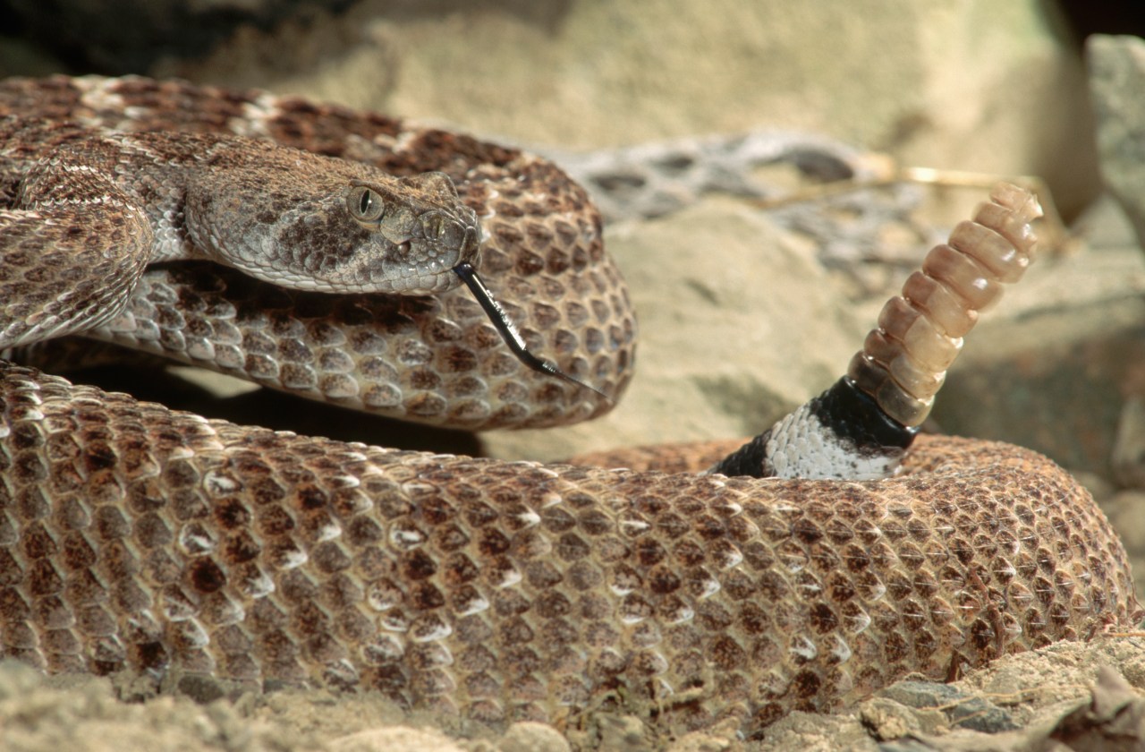 Biologists investigate mystery venomous snakes in Kansas