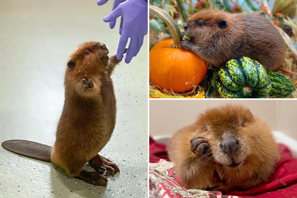 Nibi the 'diva' beaver at the center of a Massachusets court battle