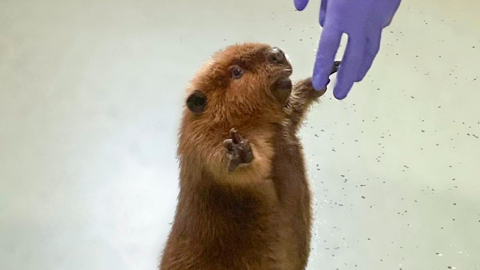 Nibi the 'diva' beaver to stay at rescue center, Massachusetts governor decides