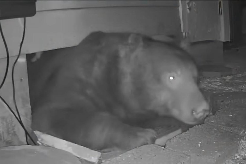 Bear takes up residence in California home's crawlspace