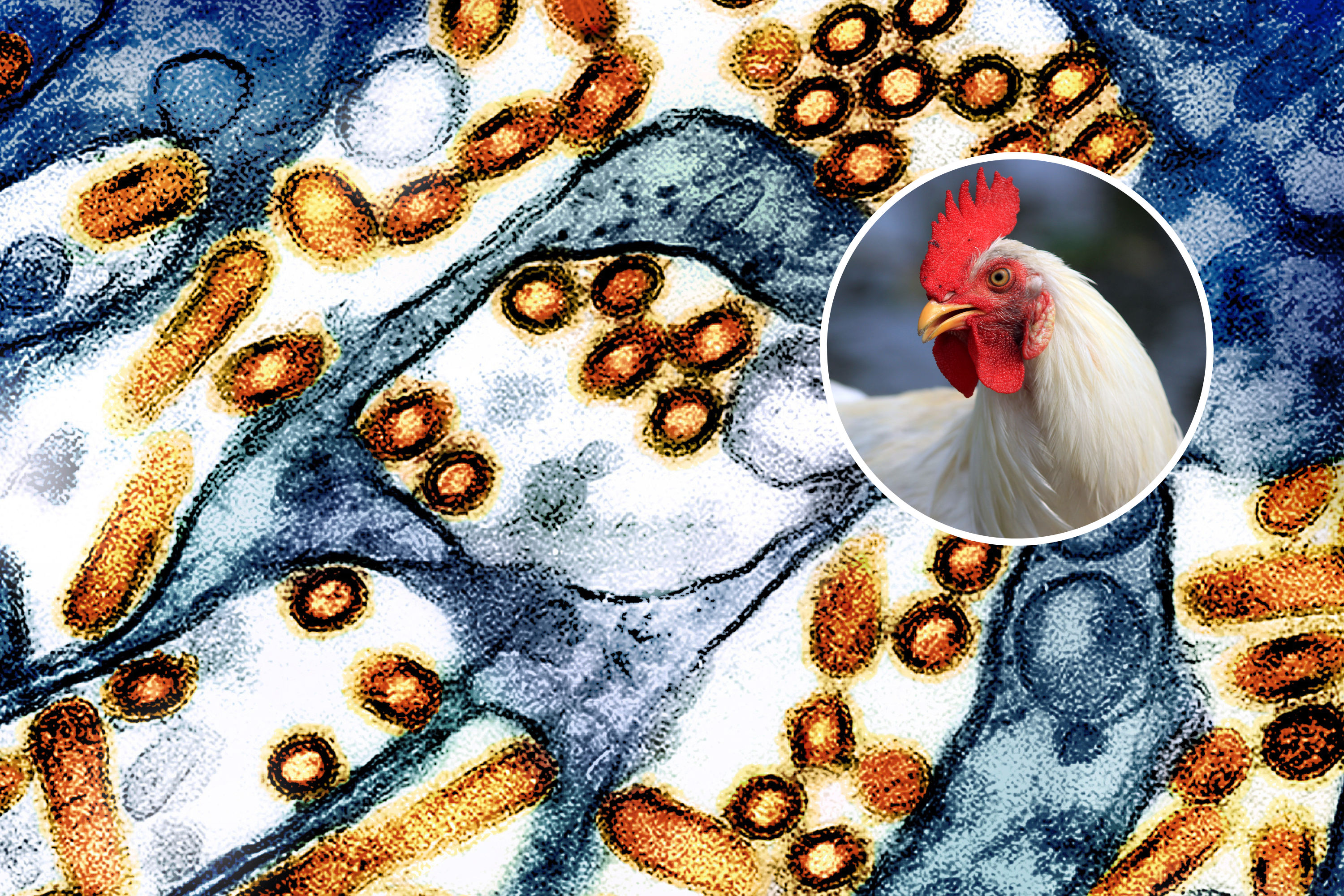 First Human Cases of Bird Flu in California Confirmed