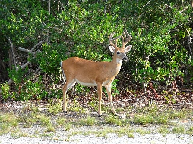 Ahead of hunting season, wild game processors adapt to CWD's spread