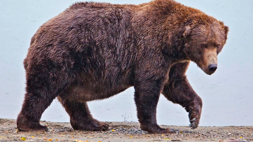 Voting in national park’s Fat Bear Week contest starts after an attack killed 1 contestant