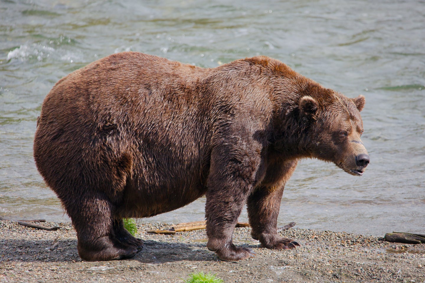 Online voting in Alaska’s Fat Bear Week contest starts after attack kills contestant