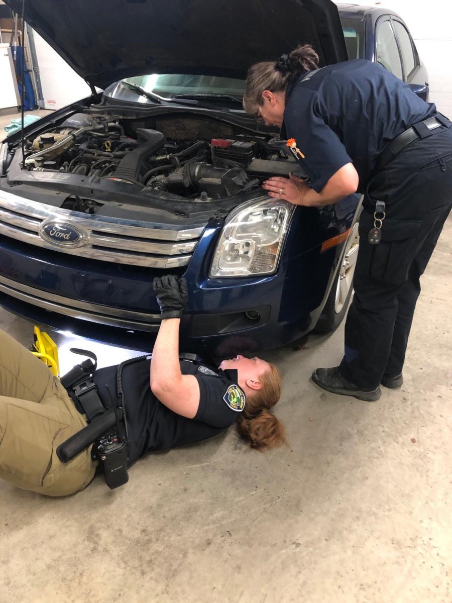 Kitten rescued from under hood of car in animal control parking lot