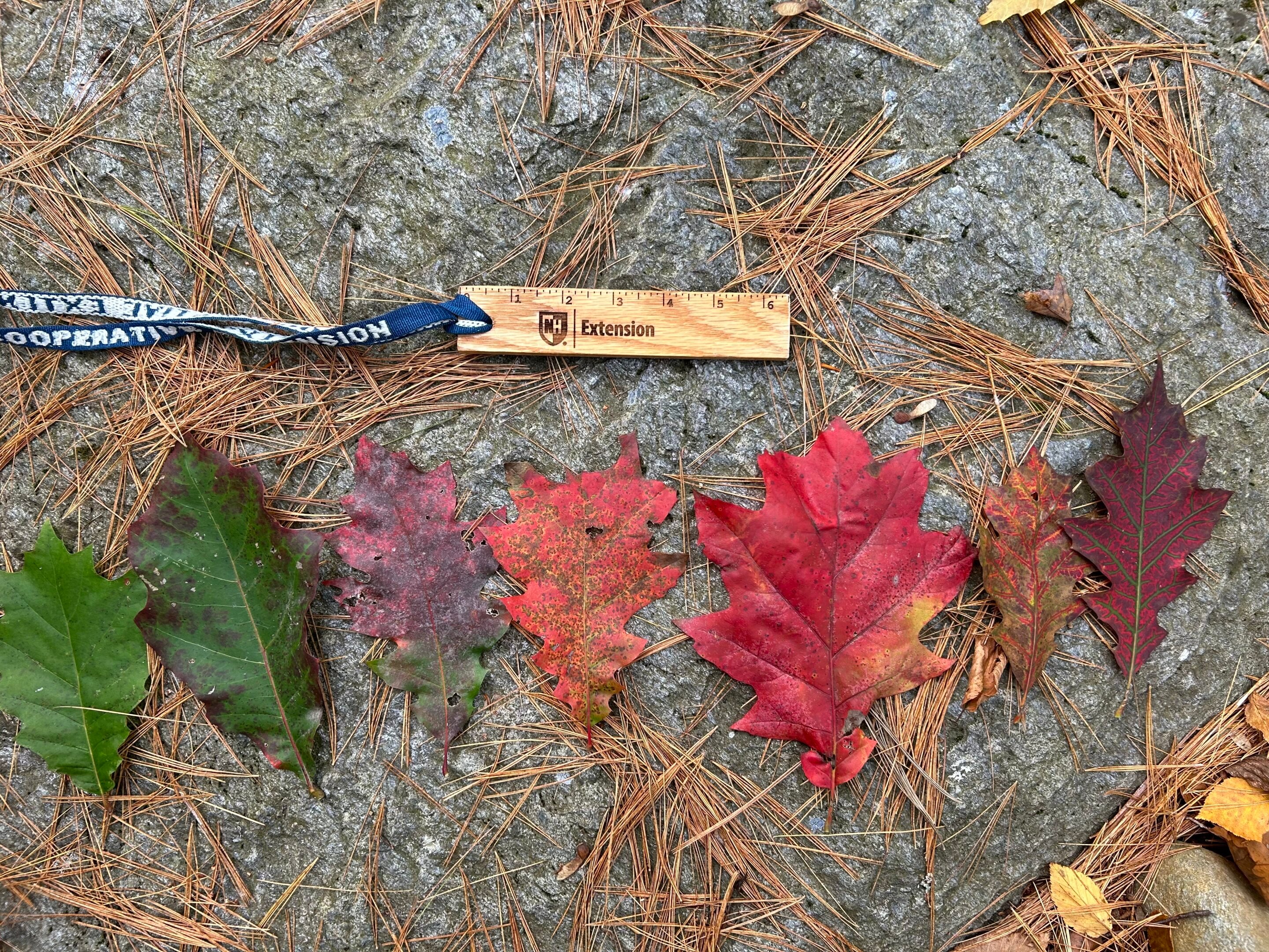 Color, color everywhere—mother nature shares a mosaic of bright colors this fall in New England