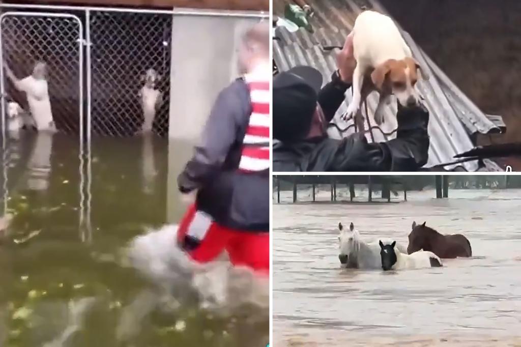 Heartbreaking footage shows heroic rescues of animals across Hurricane Helene’s destruction — as shelters across the country step in to help