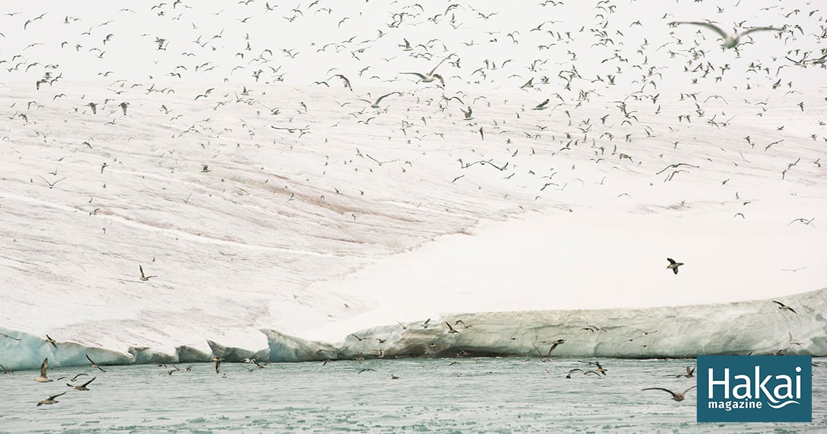 Migrating Seabirds Are Bringing Forever Chemicals into the Arctic