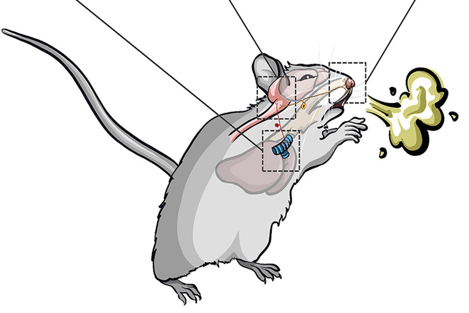 How the Brain Separates Sneezing From Coughing, According to Mice