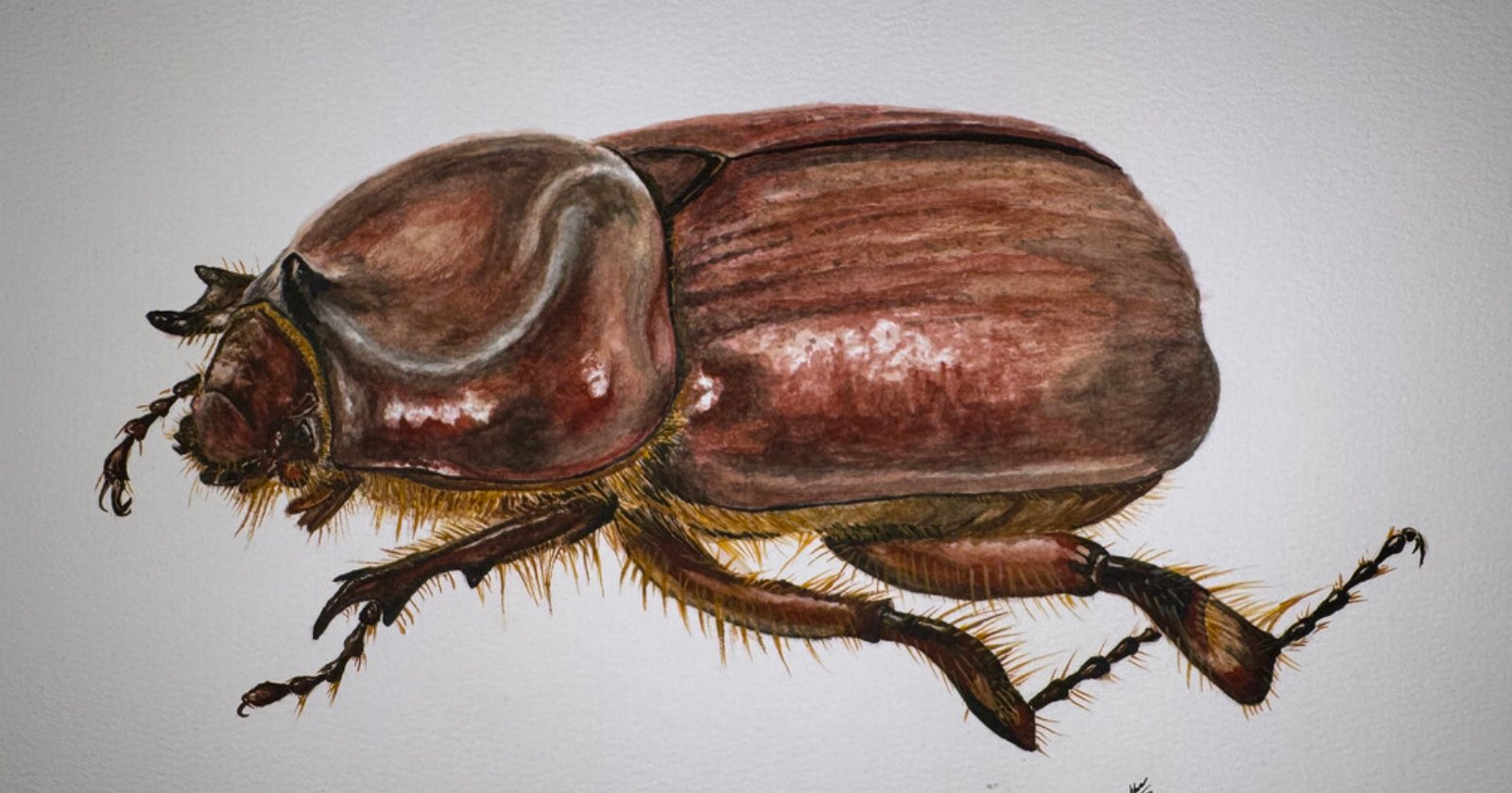 New Beetle Species is Named After Photographer Behind ‘The Photo Ark’