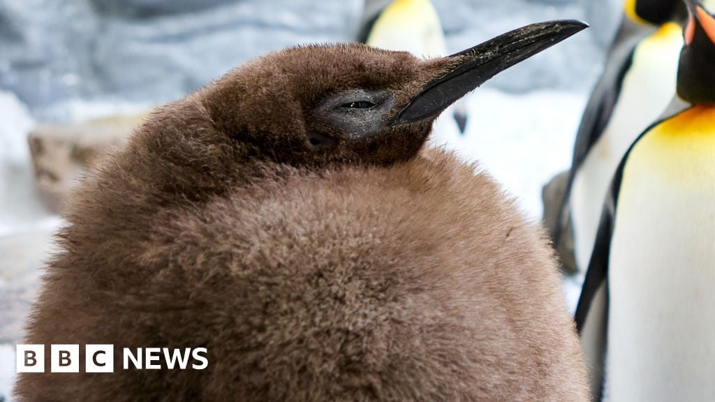 Meet Pesto: the fat baby penguin and viral superstar