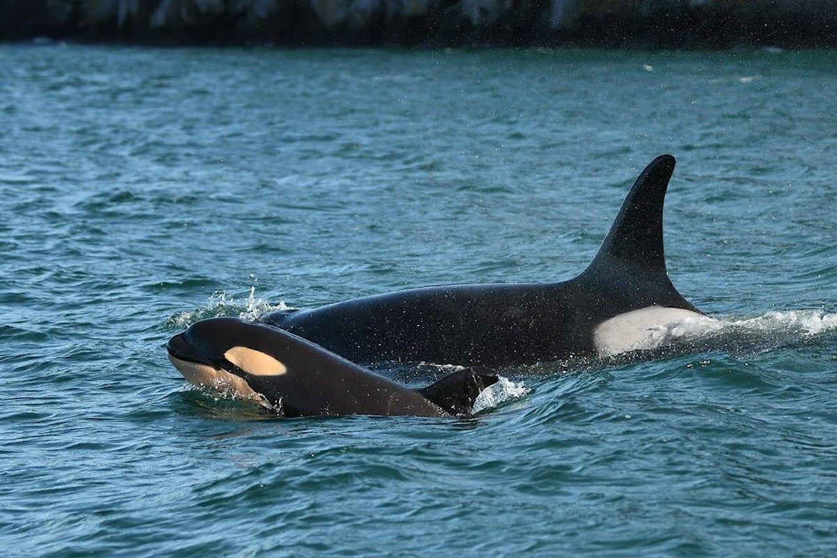 B.C. loses 3 endangered southern resident orcas, latest whale census finds