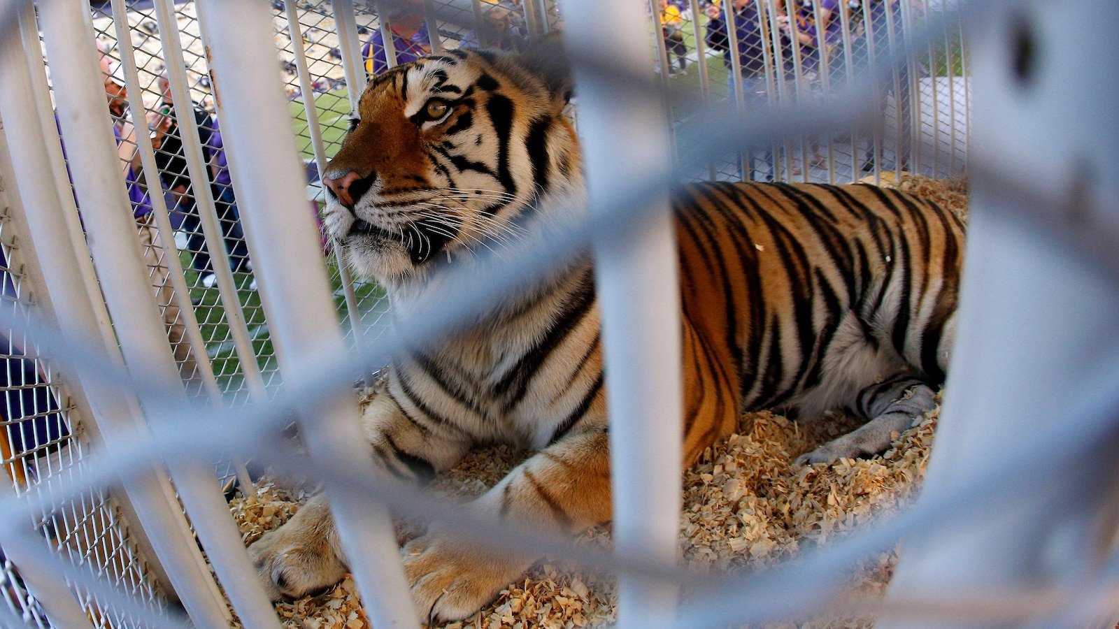 Louisiana governor supports bringing back tradition of having a live tiger at LSU football games