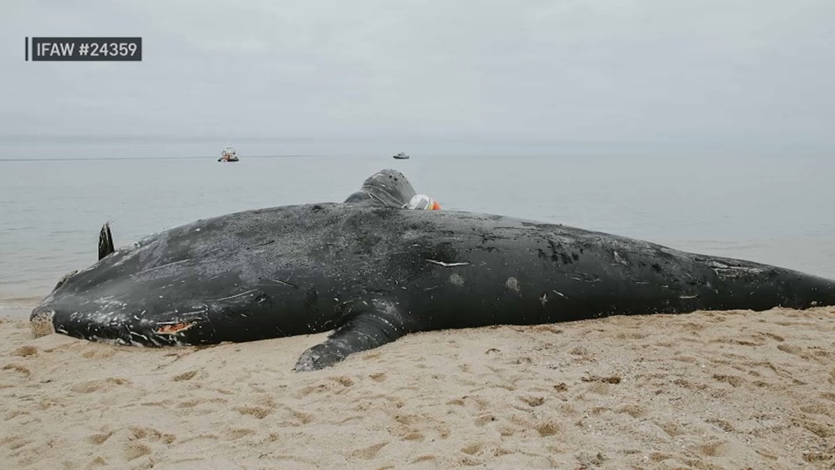 Rare whale found dead off Mass. died as result of entanglement in Maine lobster fishing gear