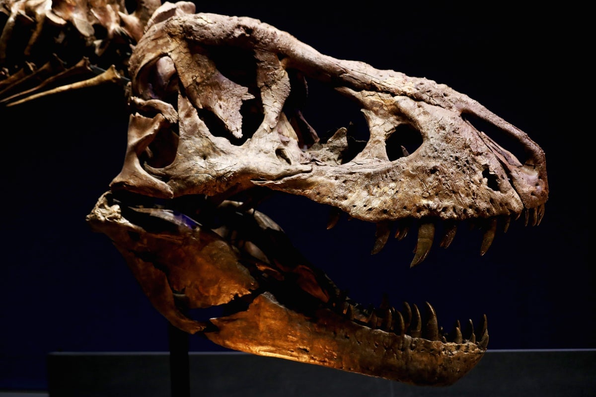 How Many Dinosaur Species Roamed Earth? It’s Surprisingly Hard to Know