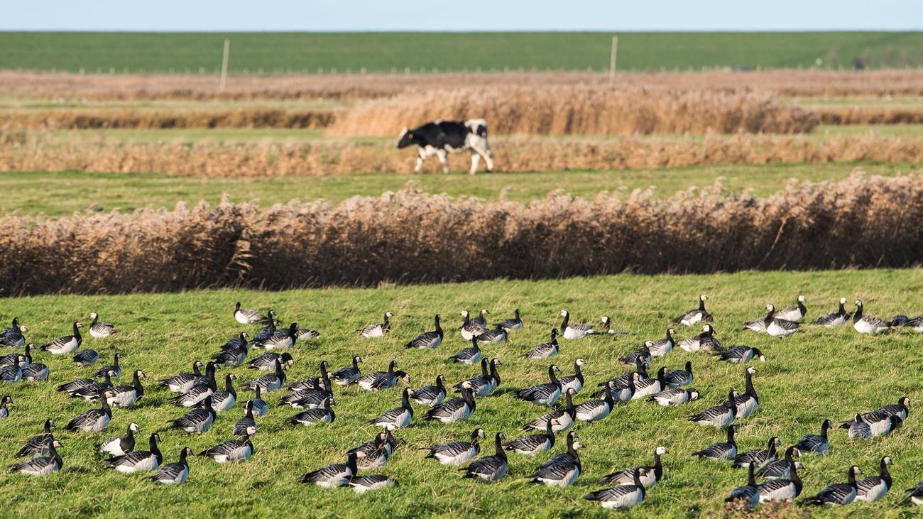 H5N1: Vogelgrippe-Fall bei Person in den USA gibt Rätsel auf