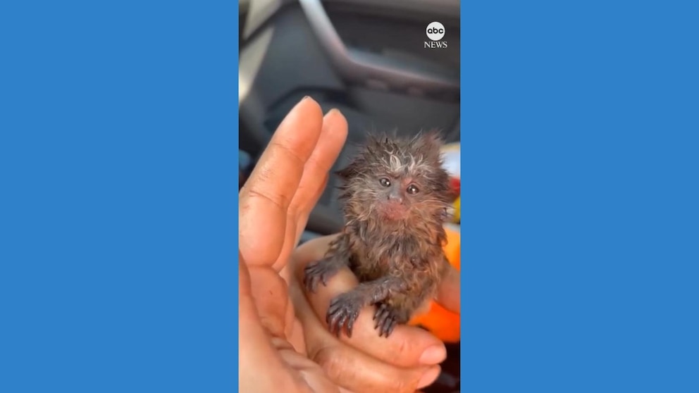 WATCH: Brazilian firefighters rescue baby marmoset from forest fire