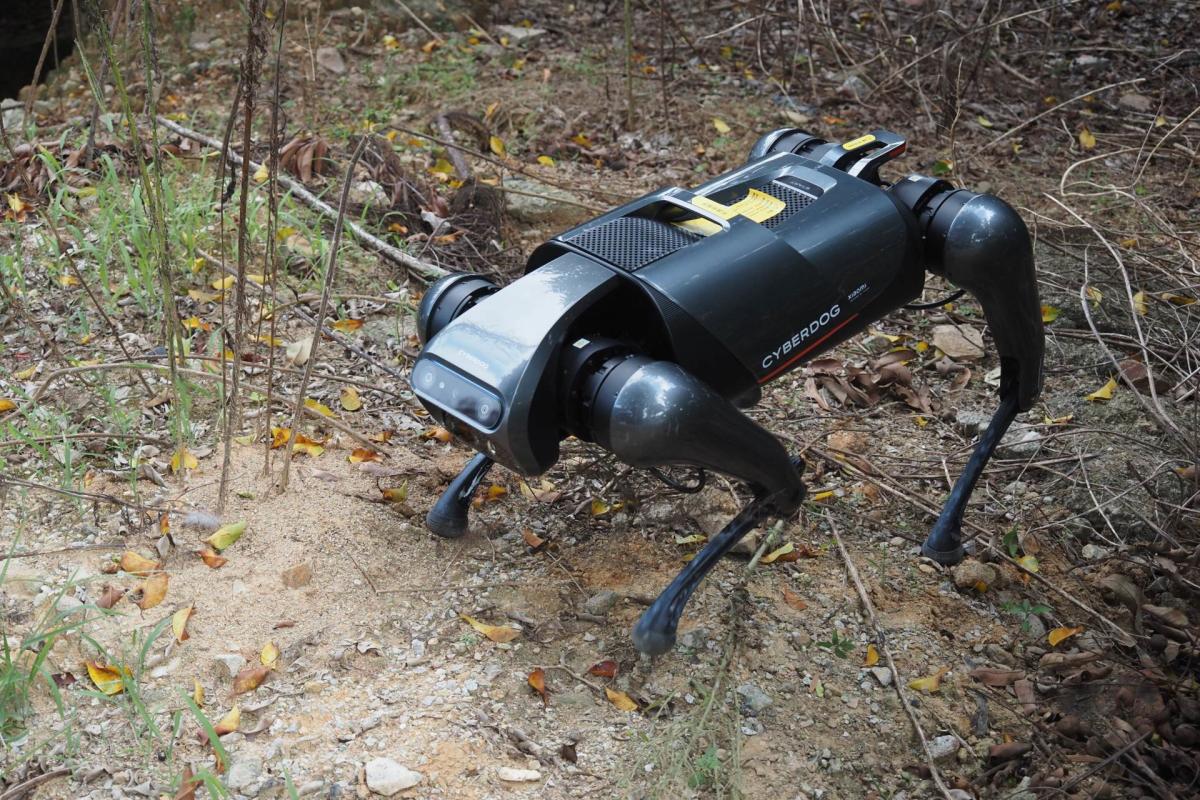 Researchers develop robot dog to combat highly invasive species wreaking havoc across the globe: 'A serious threat'