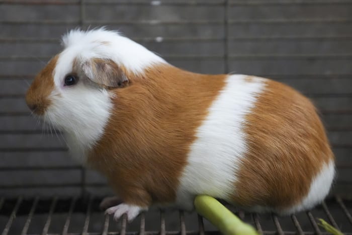 Peru celebrates 2 decades of a fast-growing breed of guinea pigs eaten as a delicacy