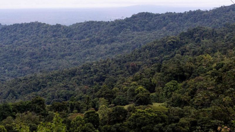 Los bosques de Costa Rica que conquistan a turistas están en la mira del narcotráfico para esquivar vigilancia