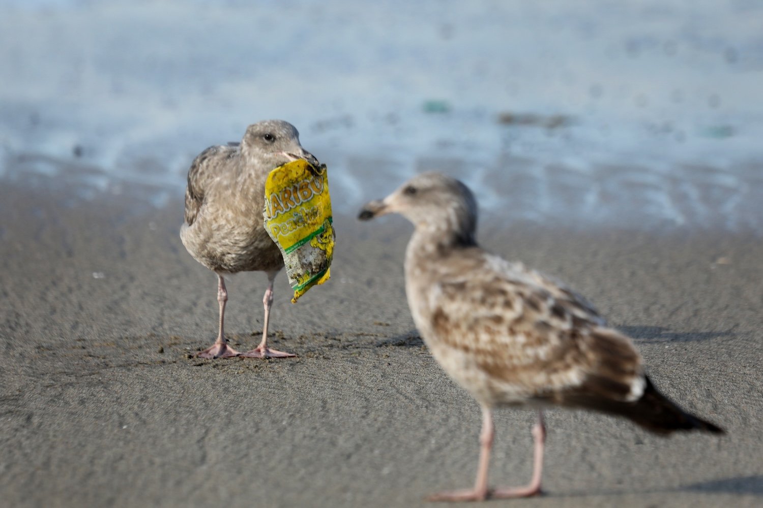 California Sues ExxonMobil for Promoting the Lie That All Plastics Are Recyclable